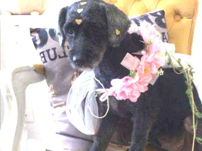 Cachorro raça Mix poodle idade 1 ano nome Valentina