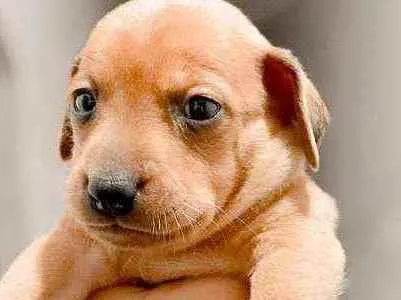 Cachorro raça Srd idade Abaixo de 2 meses nome Gandalf