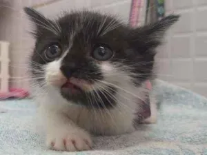 Gato raça Srd idade Abaixo de 2 meses nome Bakthi