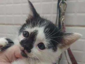 Gato raça Srd idade Abaixo de 2 meses nome Amrita