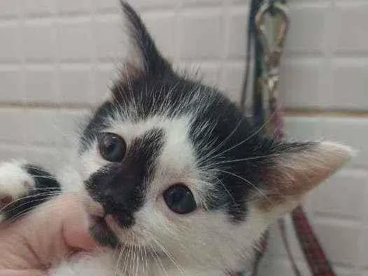 Gato raça Srd idade Abaixo de 2 meses nome Amrita