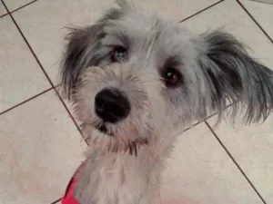Cachorro raça Srd idade 1 ano nome Mel