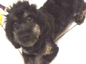 Cachorro raça Srd idade 5 anos nome Zeca