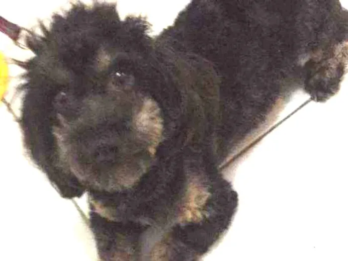 Cachorro ra a Srd idade 5 anos nome Zeca