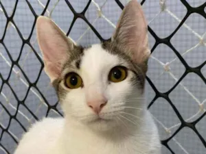 Gato raça Srd idade 2 a 6 meses nome Kaia