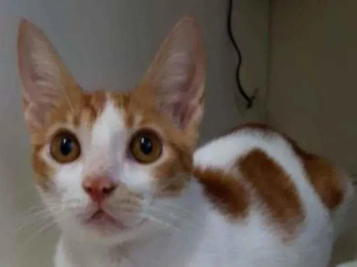 Gato raça Srd idade 2 a 6 meses nome Brady castrado 6 mes