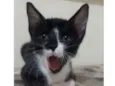 Kiko