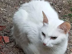 Gato raça Srd idade 1 ano nome Ana