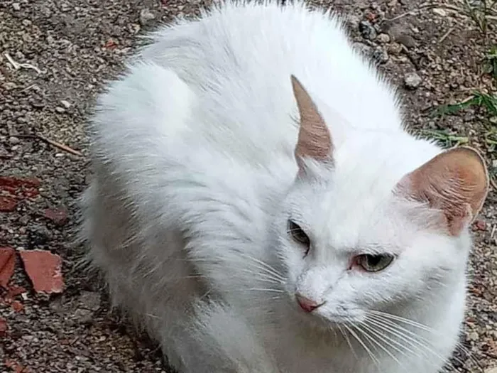 Gato ra a Srd idade 1 ano nome Ana