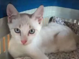 Gato raça Srd idade 2 a 6 meses nome Kira