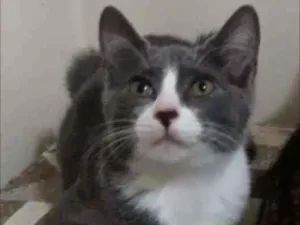 Gato raça Srd idade 2 a 6 meses nome Isa