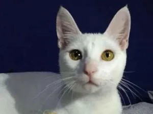 Gato raça Srd idade 7 a 11 meses nome Davi