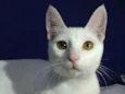 Davi