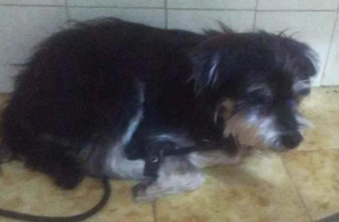 Cachorro ra a SRD idade 1 ano nome Mosquito