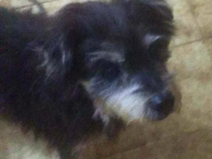 Cachorro ra a SRD idade 1 ano nome Mosquito