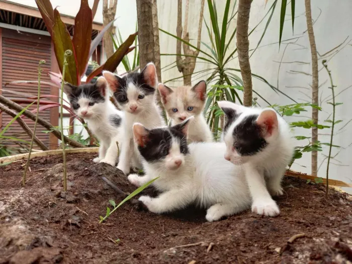 Gato ra a viralatas idade 2 a 6 meses nome Frida, Peter,Jac e M