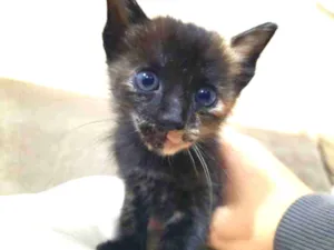 Gato raça Vira lata idade 2 a 6 meses nome Alex