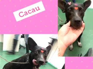 Cachorro raça SRD-ViraLata idade 3 anos nome CACAU