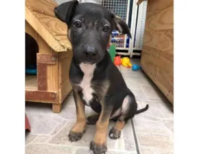 Cachorro raça Sem Raça Definida idade 2 a 6 meses nome Otto