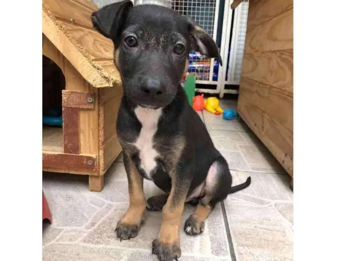 Cachorro raça Sem Raça Definida idade 2 a 6 meses nome Otto