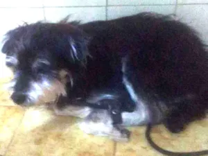 Cachorro raça SRD idade 1 ano nome Mosquito