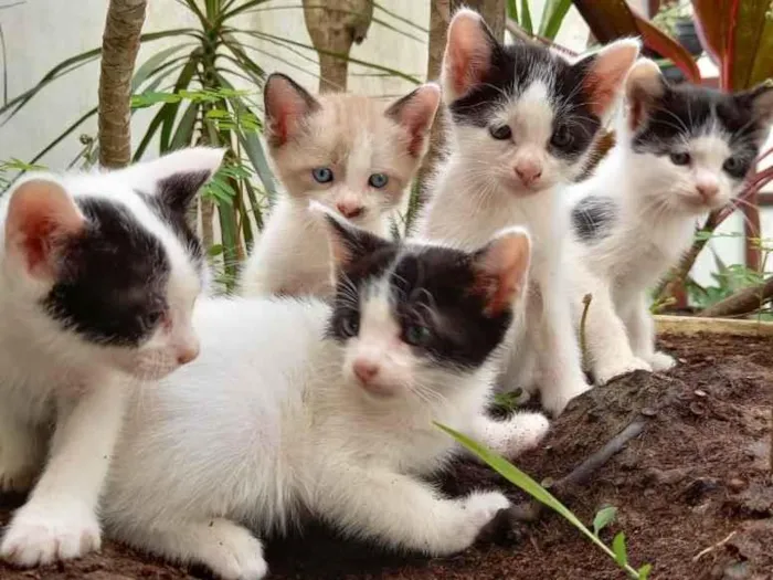 Gato ra a viralatas idade 2 a 6 meses nome Frida, Peter,Jac e M