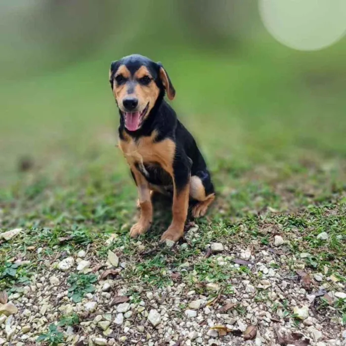 Cachorro ra a SRD-ViraLata idade 7 a 11 meses nome TIMÃO