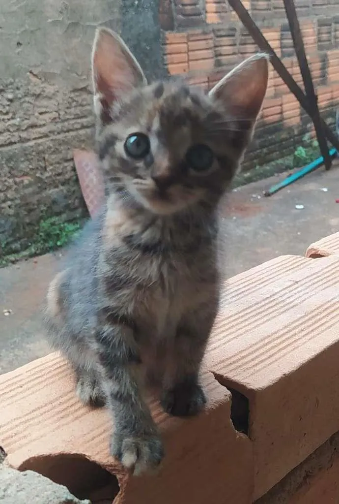 Gato ra a SRD-ViraLata idade Abaixo de 2 meses nome SEM NOME