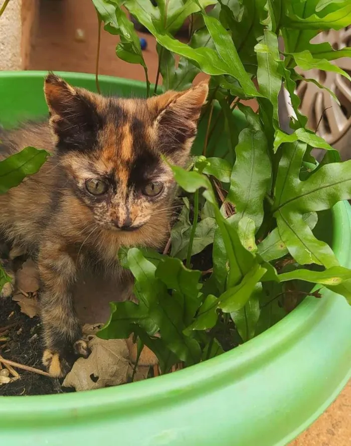 Gato ra a SRD-ViraLata idade Abaixo de 2 meses nome SEM NOME