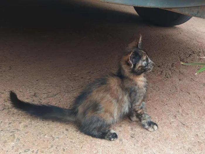 Gato ra a SRD-ViraLata idade Abaixo de 2 meses nome SEM NOME