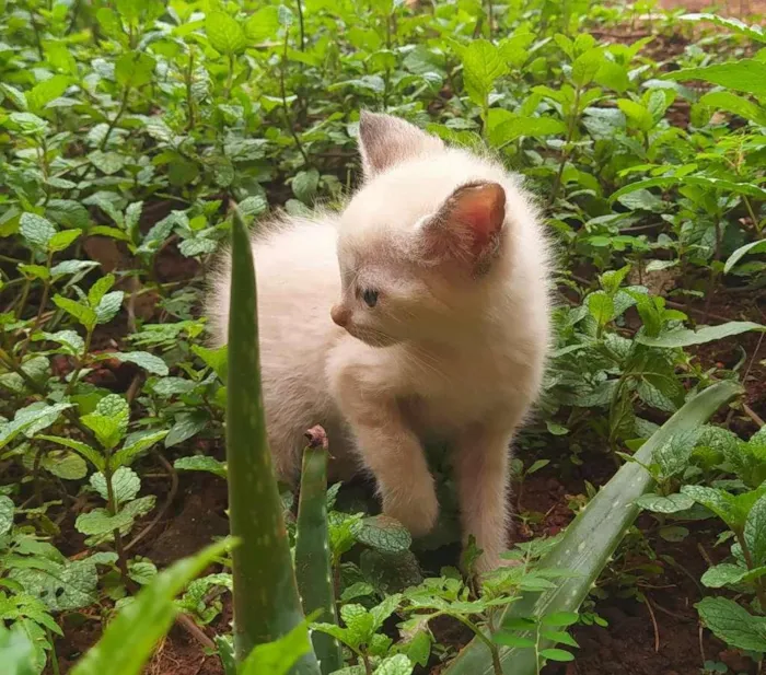 Gato ra a SRD-ViraLata idade Abaixo de 2 meses nome SEM NOME