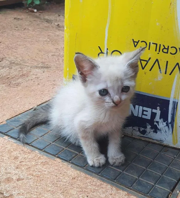 Gato ra a SRD-ViraLata idade Abaixo de 2 meses nome SEM NOME