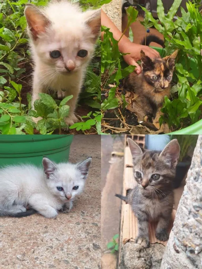Gato ra a SRD-ViraLata idade Abaixo de 2 meses nome SEM NOME