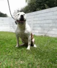 Cachorro raça Pitbull  idade 6 ou mais anos nome CYBORG