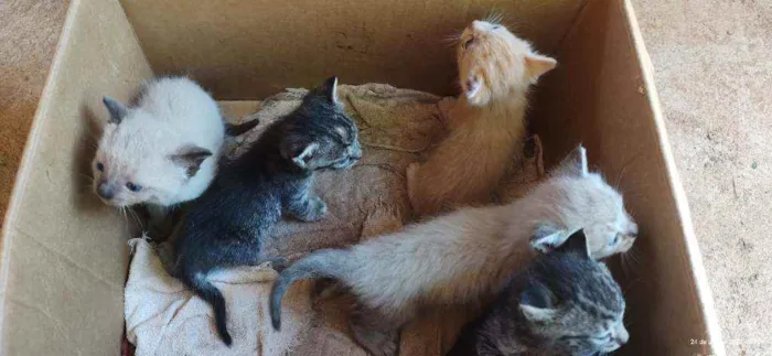 Gato ra a Gato idade Abaixo de 2 meses nome Gato 