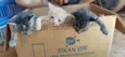 Gato 