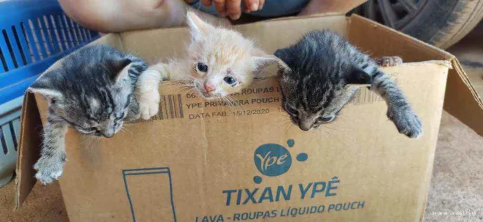 Gato ra a Gato idade Abaixo de 2 meses nome Gato 