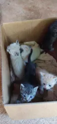 Gato 