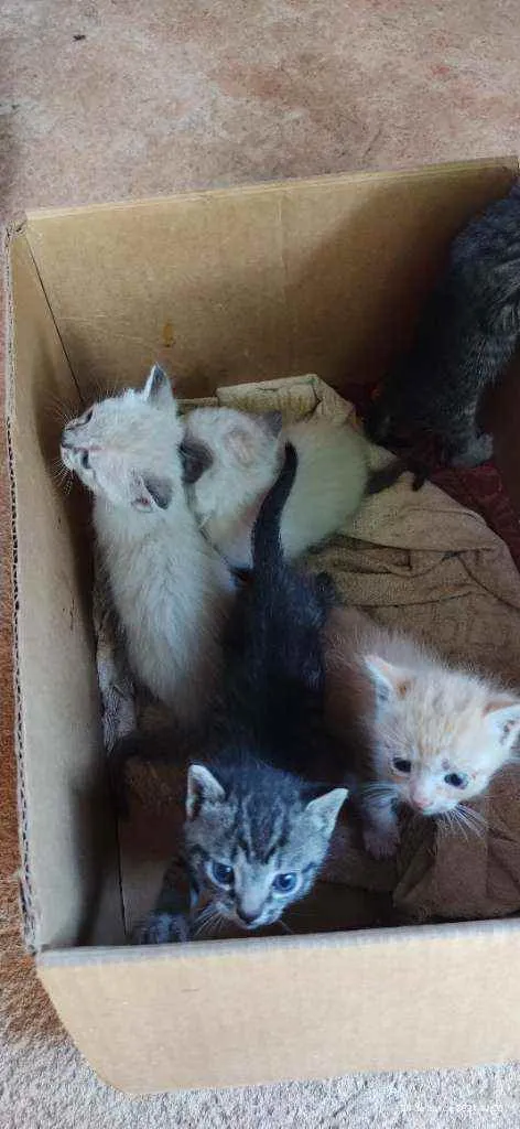 Gato ra a Gato idade Abaixo de 2 meses nome Gato 