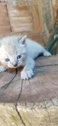 Gato 