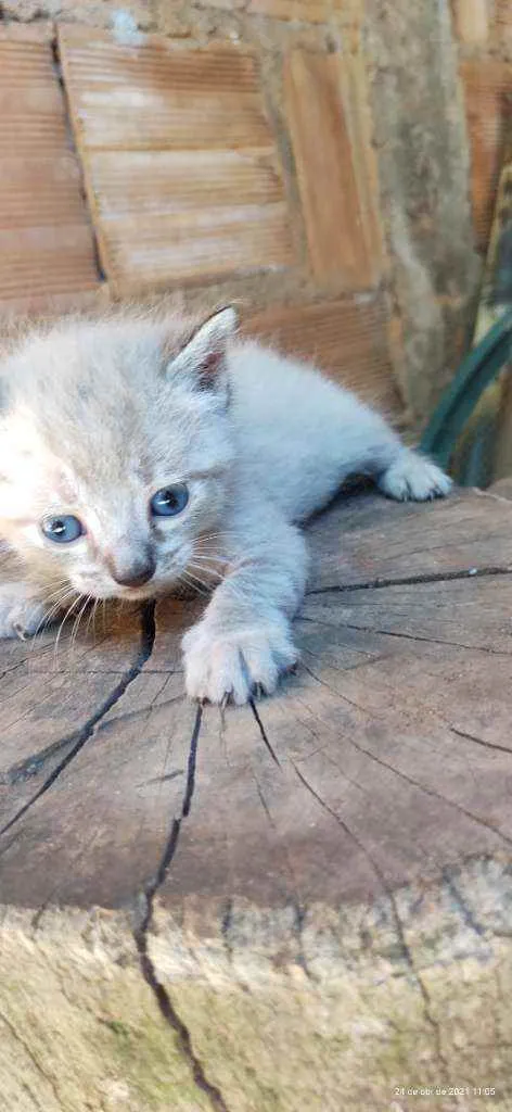 Gato ra a Gato idade Abaixo de 2 meses nome Gato 