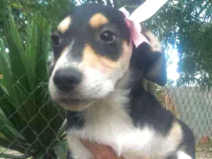 Cachorro raça SRD idade 2 a 6 meses nome Filhotes 4 meses