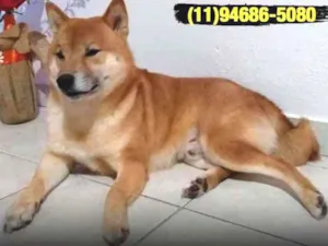 Cachorro raça Shiba idade 5 anos nome Ryu