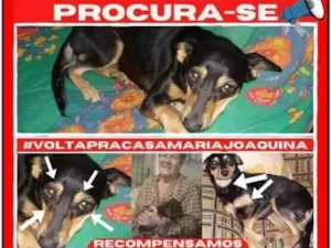 Cachorro raça SRD-ViraLata idade  nome Maria Joaquina GRATIFICA