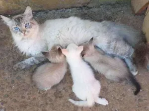 Gato raça *** idade Abaixo de 2 meses nome ***