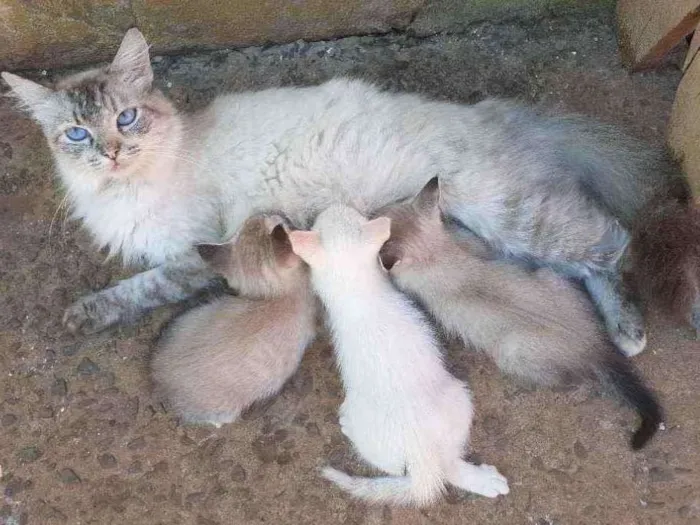 Gato ra a *** idade Abaixo de 2 meses nome ***