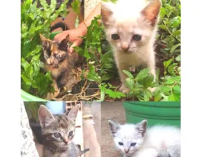 Gato raça SRD-ViraLata idade Abaixo de 2 meses nome SEM NOME