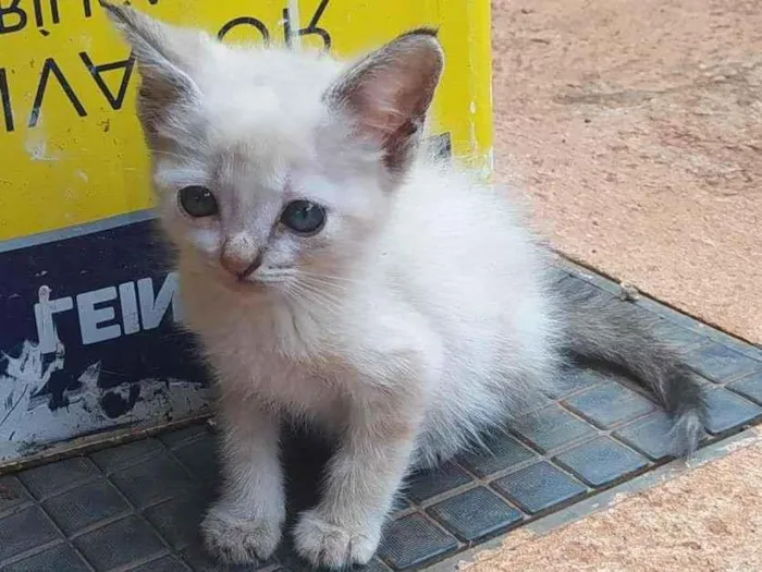 Gato ra a SRD-ViraLata idade Abaixo de 2 meses nome SEM NOME