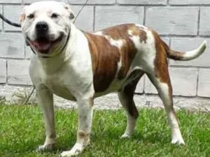 Cachorro raça Pitbull  idade 6 ou mais anos nome CYBORG