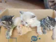 Gato 